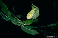 Schizoneura ulmi