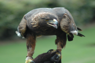 Aquila chrysaetos