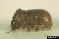 Ernoporus tiliae