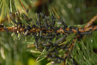 Neodiprion sertifer