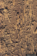Anobium punctatum