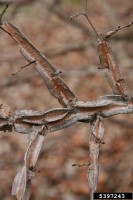 Ulmus pumila
