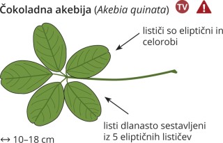 Akebia quinata