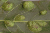 Aceria erinea