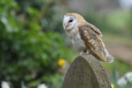 Tyto alba
