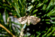 Choristoneura murinana