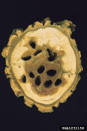 Saperda carcharias