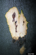 Taphrorychus bicolor
