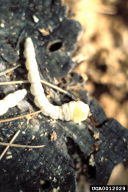 Calcophora mariana