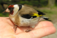 Carduelis carduelis