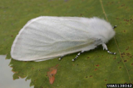 Leucoma salicis