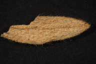 Melampsora cerastii