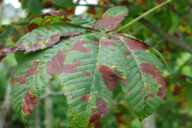 Guignardia aesculi