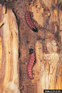 Cossus cossus