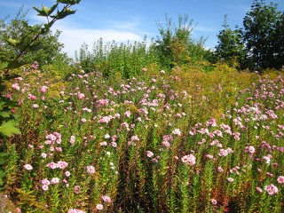 Symphyotrichum
