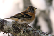 Fringilla montifringilla