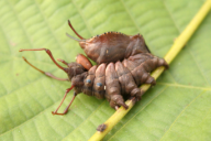 Stauropus fagi