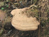 Ganoderma lipsiense