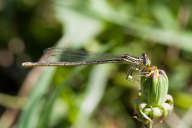 Platycnemis pennipes