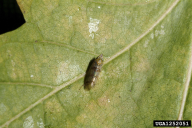 Japananus hyalinus