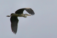 Ardea cinerea