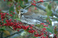 Turdus pilaris
