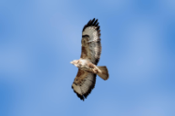 Buteo buteo