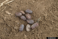 Eriogaster lanestris