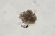 Tubakia dryina