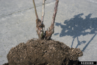 Agrobacterium tumefaciens