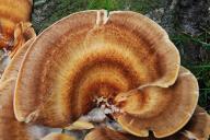 Meripilus giganteus