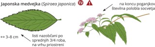 Podatki o sliki, izvirna velikost.