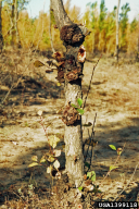 Agrobacterium tumefaciens