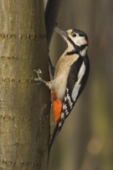 Dendrocopos major