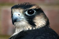 Falco peregrinus