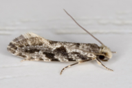Nemapogon granellus