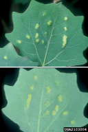 Aceria varia