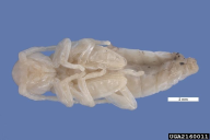 Hylotrupes bajulus