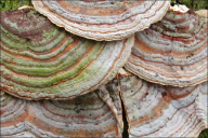 Stereum hirsutum