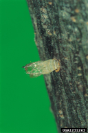 Helicomyia saliciperda