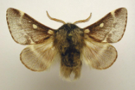 Eriogaster lanestris