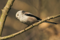 Aegithalos caudatus