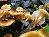Flammulina velutipes