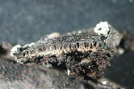Biscogniauxia mediterranea
