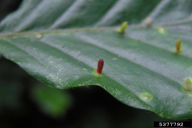 Hartigiola annulipes