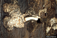 Tetropium castaneum
