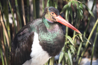 Ciconia nigra