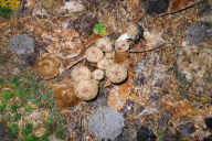 Armillaria ostoyae