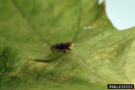 Japananus hyalinus