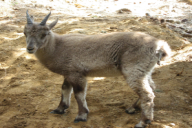 Capra ibex